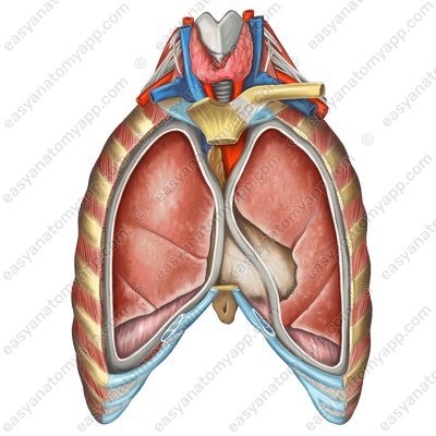 Position of the heart in the chest